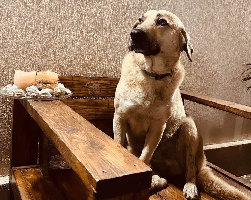 Am vrut un reportaj. Am plecat cu Mango – foto 2