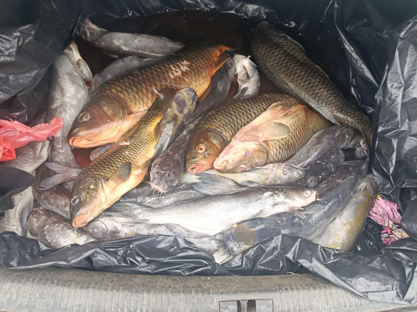 Doi bărbați s-au ales cu dosar penal după ce au încercat să vândă 50 de kilograme de pește