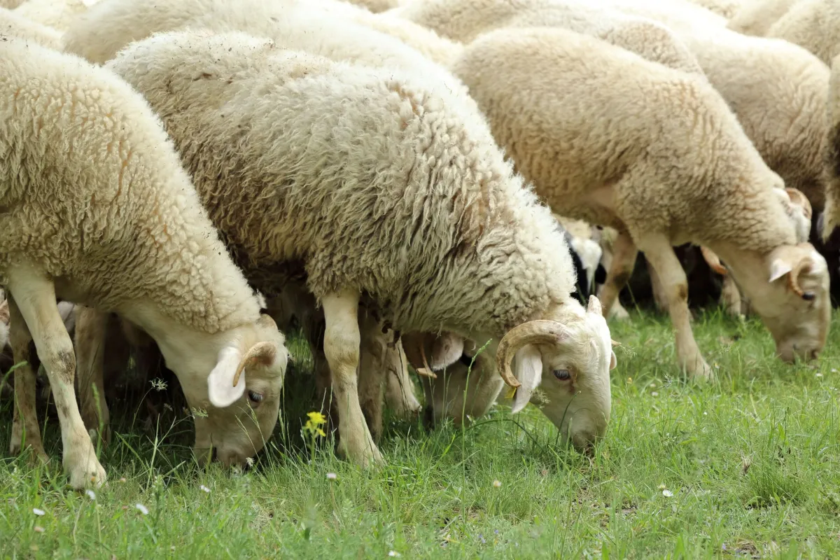 ANSVSA instituie carantină naţională de 30 de zile pentru ovine şi caprine