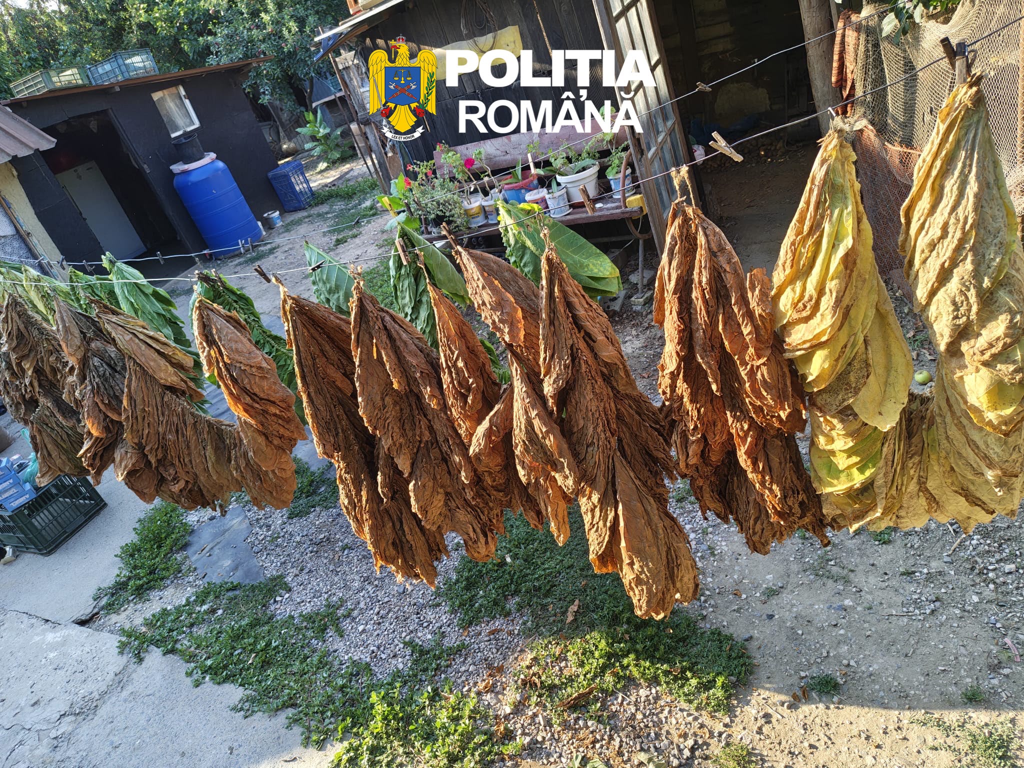 Aproape cinci tone de tutun, confiscate de poliţişti în urma unei percheziții în județul Tulcea – foto 3