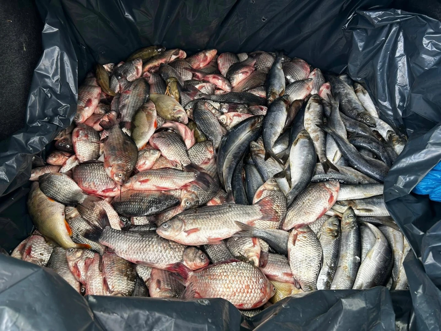 Peste 90 de kilograme de pește, vândute direct din portbagajul unei mașini, în Mircea Vodă. Doi bărbați, prinși de jandarmi