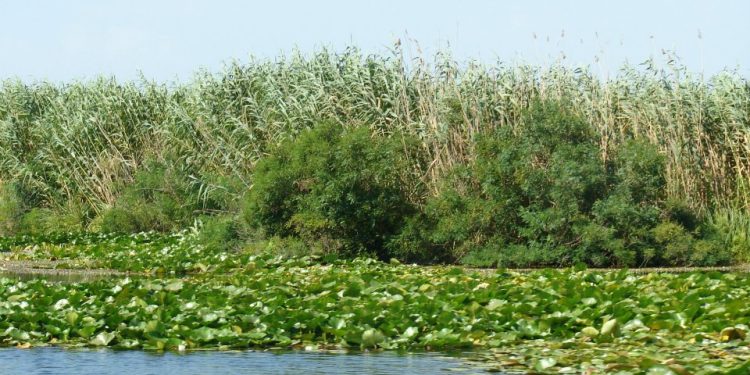 Sursa foto: Facebook - Rezervația Biosferei Delta Dunării România