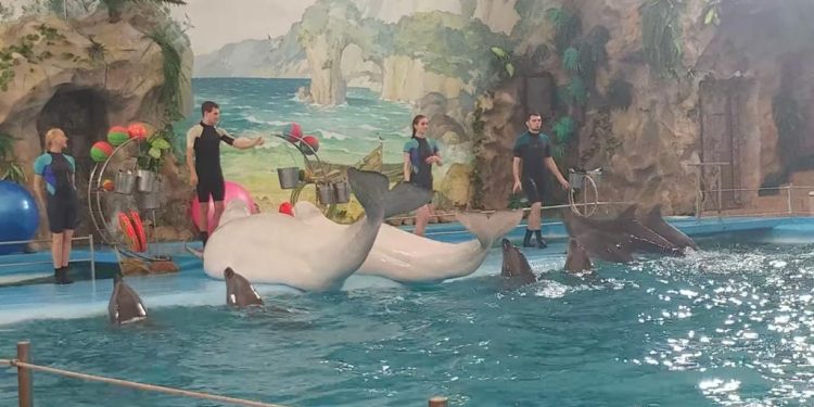 În imagine: spectacol la Delfinariul din Harkov


Sursa foto: captură video Youtube Yoni Segal