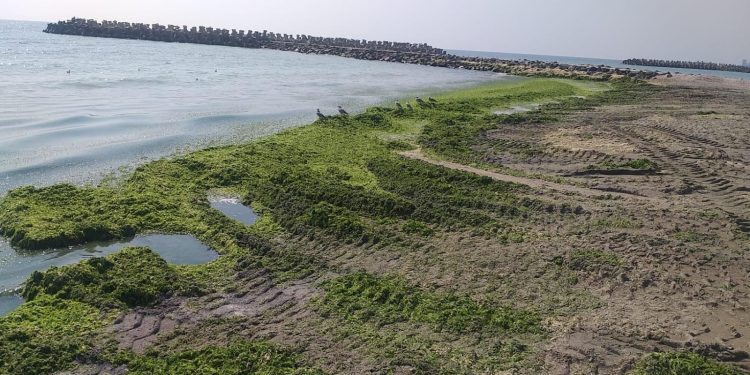 Sursa foto: Facebook - Apele Române Dobrogea-Litoral