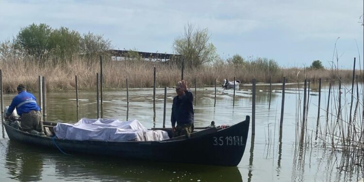 Sursa foto: ARBDD - Administratia Rezervatiei Biosferei Delta Dunarii