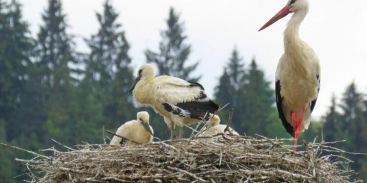 Sursa foto: Societatea Ornitologică Română